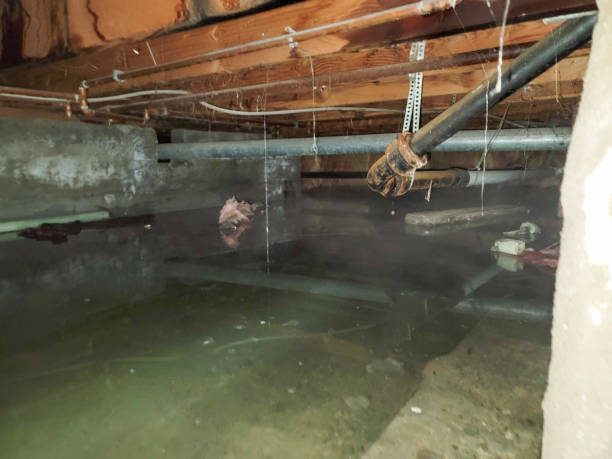 Best Water damage restoration experts  in Carthage, TX