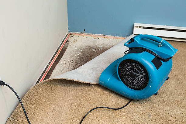 Best Water damage cleanup near me  in Carthage, TX